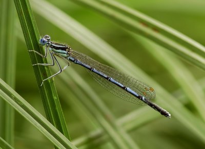 Russische blauwe breedscheen, meer zwart en forser als zuidelijke exemplaren