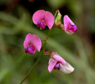 Boslathyrus, Lathyrus sylvestris