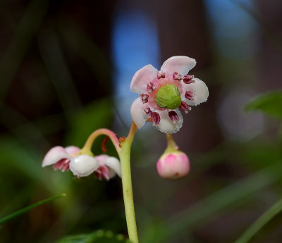 Wintergroen familie, Chimaphila umbellata var. acuta