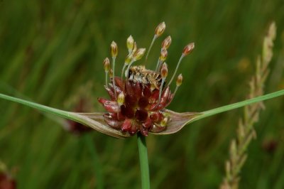 Allium olevaceum