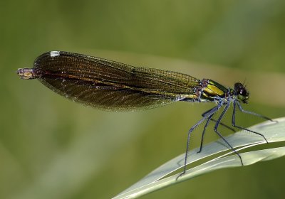 C.s. caprai, female