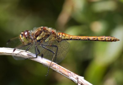 Steenrood man jong, Sympetrum vulgatum