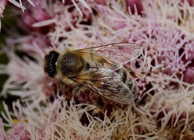 Zweefvlieg, vol met pollen