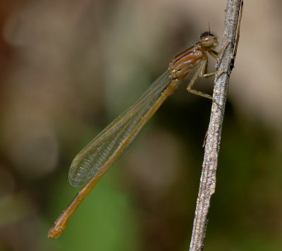 Ischnura graellsii vrouw