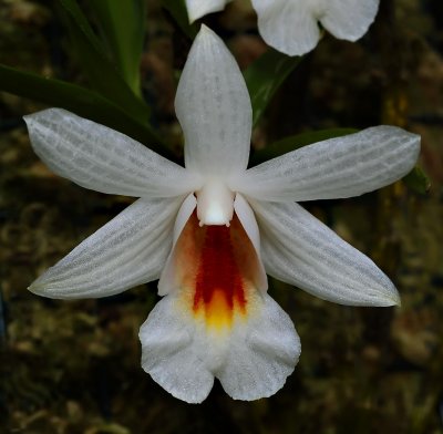 Dendrobium chrystianum, Ueang Sae Doi Pui   6 cm