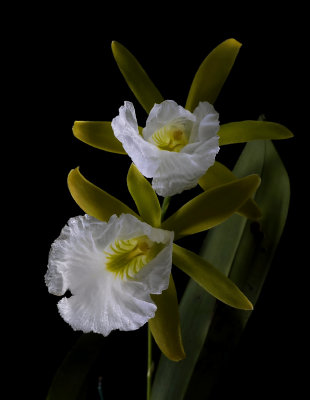 Euchile  mariae, flowers 8 cm