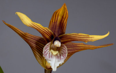 Maxillaria striata,  6 cm