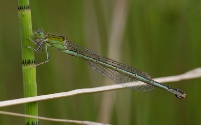 Pumilio vrouw, vorm typica groen