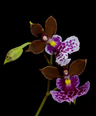 Oncidium/Caucaea mimetica, 2 cm