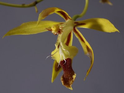 Odontoglossum portillae, 3 cm