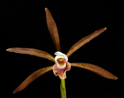 Cattleya araguaiensis, 6 cm