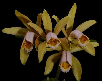 Cattleya forbesii, pink lip, botanic, 8 cm