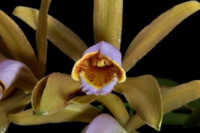 Cattleya forbesii, pink lip,  close