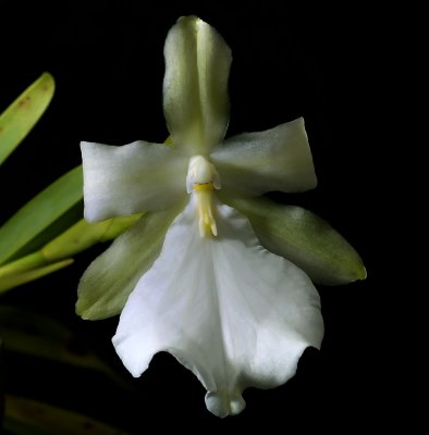 Miltonia spectabilis virginalis (alba) , botanic, 5 cm