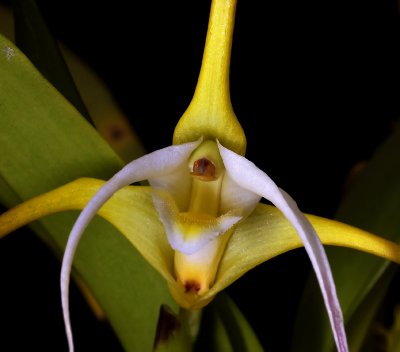 Maxillaria sp.