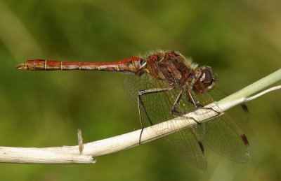 Sympetrum vulgatum, man op kleur