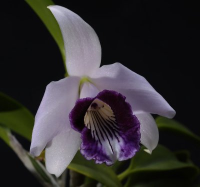 Cattleya dayana  'coerulea'