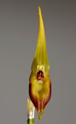 Masdevallia pinocchio, botanic, height 8 cm