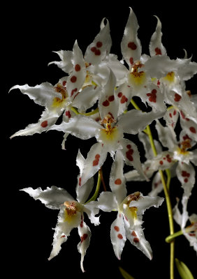 Odontoglossum crispum,botanic