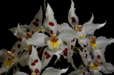 Odontoglossum crispum, botanic