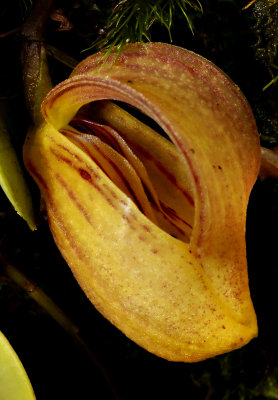 Rare orchid species, Zootrophion hirtzii