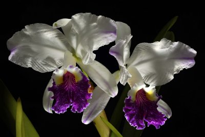 Gallery  cattleya and Laelia orchids