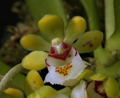 Gastrochilus japonicus,  close