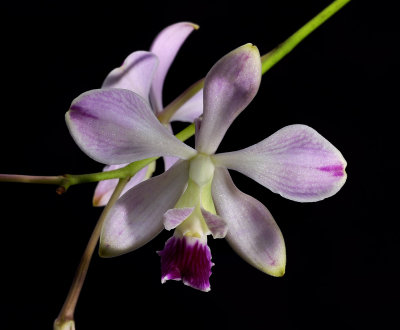 Epidendrum dichroma