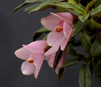 Dendrobium cuthbersonii ,  pink phase