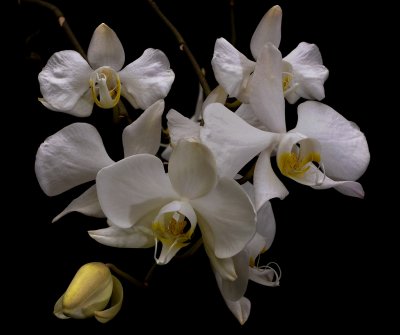 Phalaenopsis amabilis , Borneo, flowers 5 cm