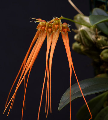 Bulbophyllum pecten-venerus, red