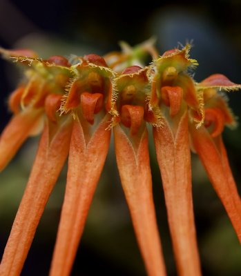Bulbophyllum pecten-venerus, red