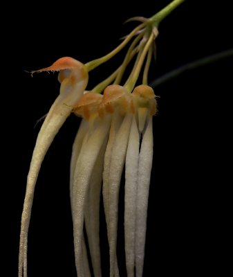 Bulbophyllum pecten-venerus, white