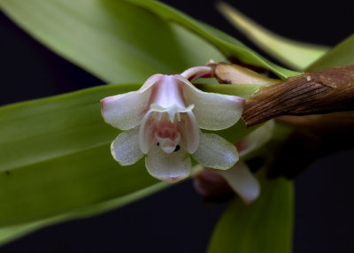 Eria nutans,  flower 1 cm