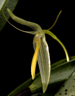 Pleurothallis tentaculata , 2.5 cm