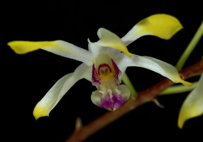 Dendrobium canaliculatum