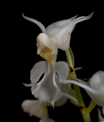 Calanthe reflexa 'alba'  syn. Calanthe puberula forma alba