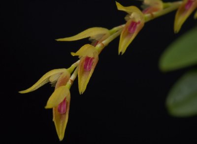 Pleurothallis costaricense, flowers 1 cm