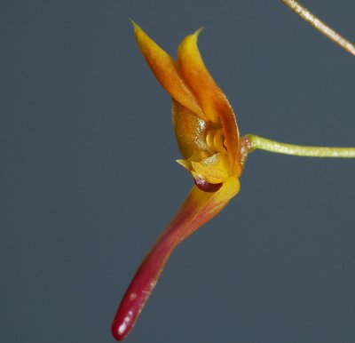 Scaphosepalum clavellatum, height of flower 2 cm