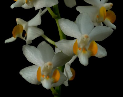 Phalaenopsis pulcherrima, white