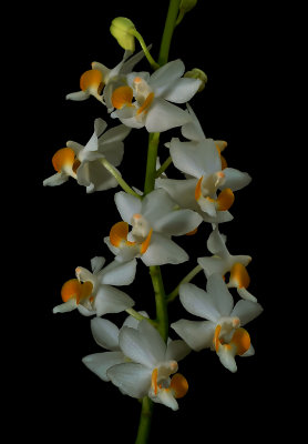 Phalaenopsis pulcherrima, white