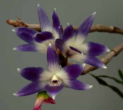 Dendrobium victoria-reginae, botanic, flowers 5 cm