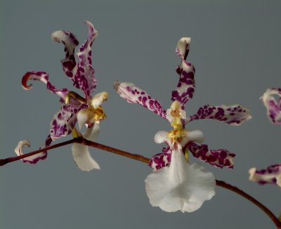 Oncidium incurvum