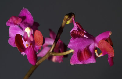 Phalaenopsis pulcherrima ssp.