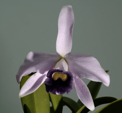 Cattleya pumila 'coerulea'