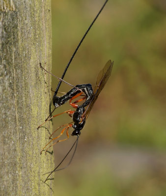 Sluipwesp, Lissonota setosa