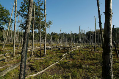 Veluwe, dode bomen, nog uit de tijd van de zure regen