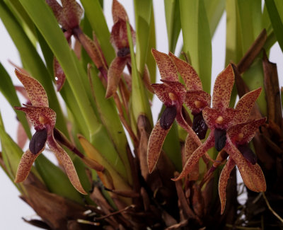 Maxillaria meleagris, 5 cm