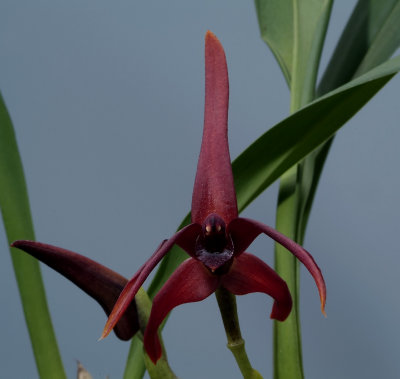 Maxillaria nigrescens, 6 cm