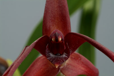 Maxillaria nigrescens